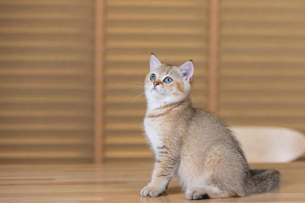 Quelle est la meilleure façon d'introduire des stimuli olfactifs pour un raton laveur domestiqué ?