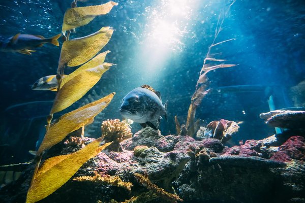 Quels sont les bienfaits des aquariums publics sur la sensibilisation à la conservation marine ?