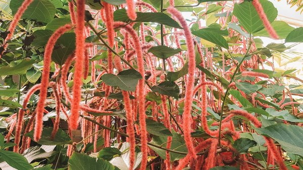 Comment les chenilles du papillon monarque choisissent-elles les plantes hôtes pour leur métamorphose ?